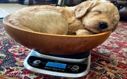 Labradoodle dogs for sale: Lily's Mini's - Multigen Mini Labradoodle Puppies - Image 2