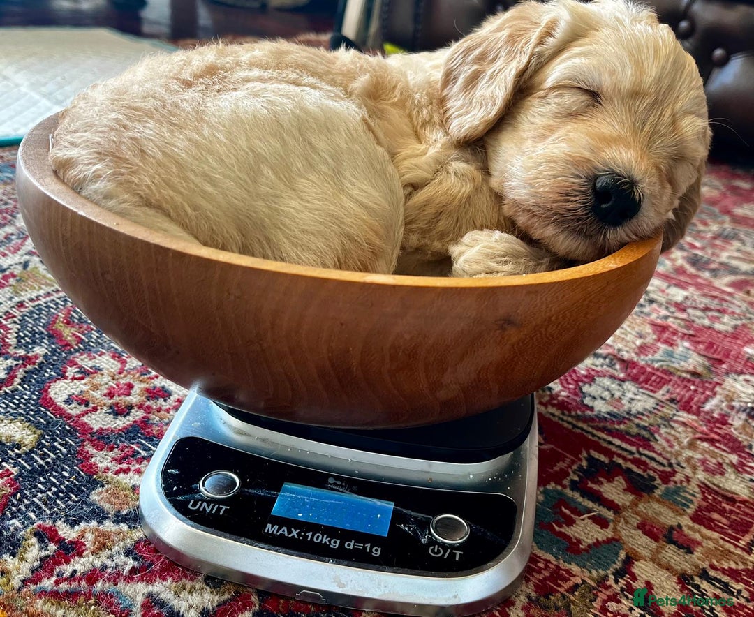 Labradoodle dogs for sale: Lily's Mini's - Multigen Mini Labradoodle Puppies - Image 2