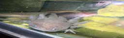 Axolotl reptiles for sale: Axanthic, copper and wild axolotls - Advert 3