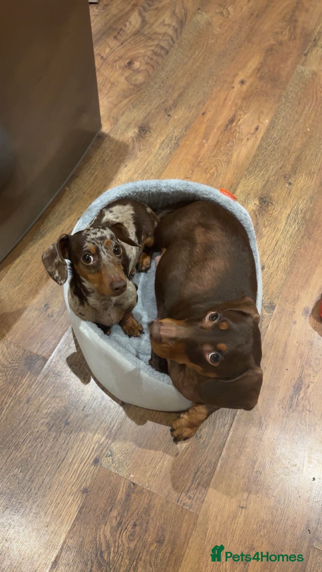 Dachshund dogs for sale: Dachshunds for Sale - Advert 1