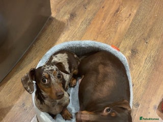 Dachshund dogs Dachshunds for Sale - Advert 13