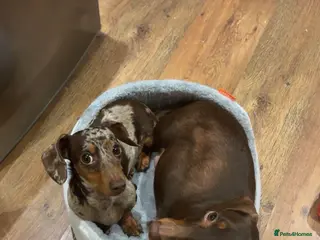 Dachshund dogs Dachshunds for Sale - Advert 6