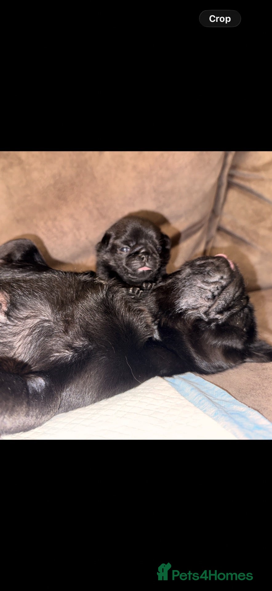 Pug dogs 🐾 **PUG PUPPIES – INTEREST NOW BEING TAKEN 🐾** - Advert 6