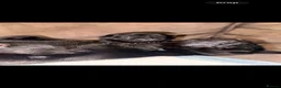 Pug dogs for sale: 🐾 **PUG PUPPIES – INTEREST NOW BEING TAKEN 🐾** - Advert 15