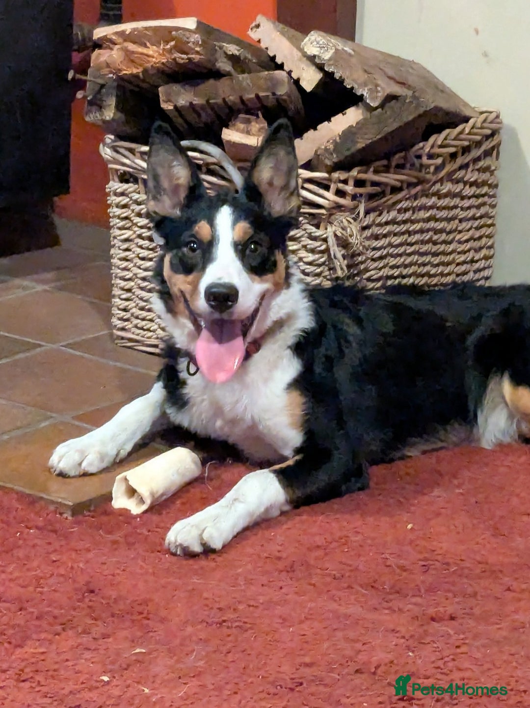 Mixed Breed dogs for sale: Looking for a new home  - Image 1
