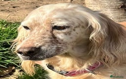 English Setter dogs for adoption: Lisa  - Advert 6