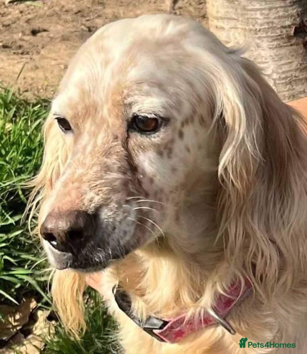 English Setter dogs for adoption: Lisa  - Advert 6