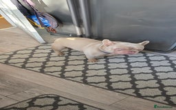 French Bulldog dogs for sale: Playful lilac frenchie 2 years old, family dog - Image 1