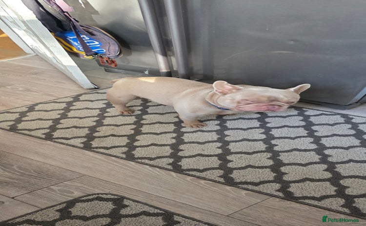 French Bulldog dogs - Advert 11
