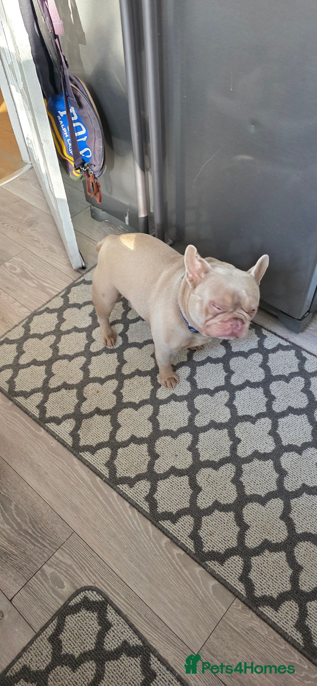 French Bulldog dogs for sale: Playful lilac frenchie 2 years old, family dog - Image 1