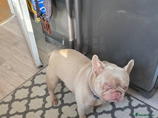 French Bulldog dogs - Advert 10