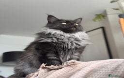Maine Coon cats for sale: 3 year old (still growing) male for sale - Image 5