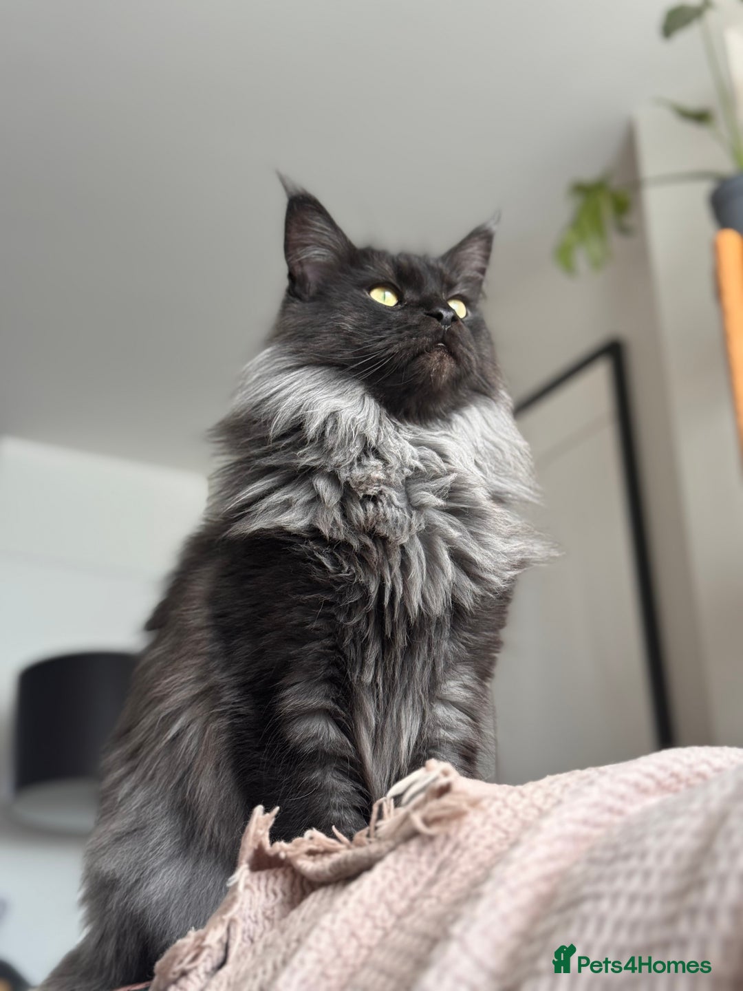 Maine Coon cats for sale: 3 year old (still growing) male for sale - Image 5