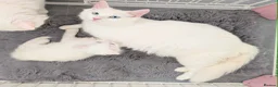 Turkish Angora cats for sale: Fluffy Turkish Angora Kitten - Advert 6