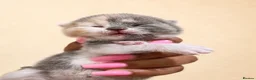 British Shorthair cats for sale: GCCF champion British Shorthair kittens  - Advert 11