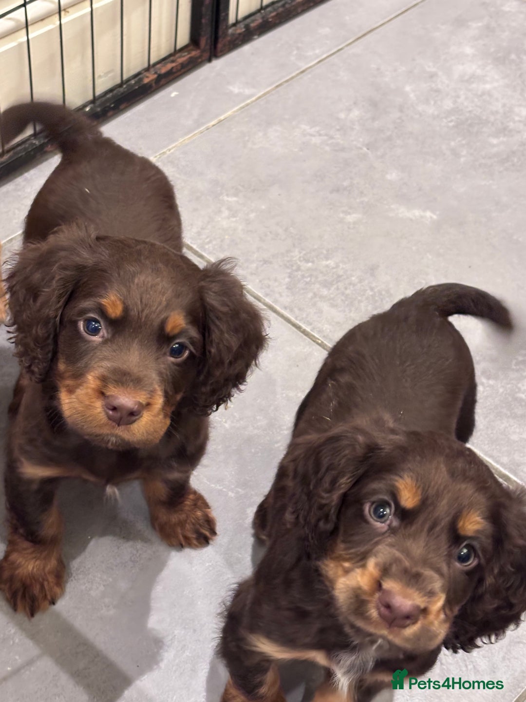 Cocker Spaniel dogs for sale: Working cocker spaniel now ready - Advert 18
