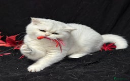 British Shorthair cats for sale: Tica British short hair kittens  - Image 11