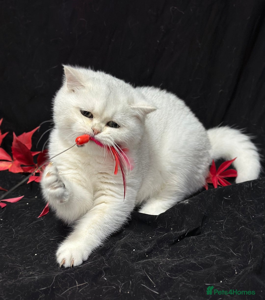 British Shorthair cats for sale: Tica British short hair kittens  - Image 11