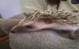 Pygmy Hedgehog rodents for sale: Prickles Pygmy Hedgehog  - Image 1