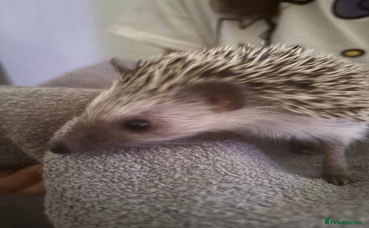 Pygmy Hedgehog rodents - Advert 1