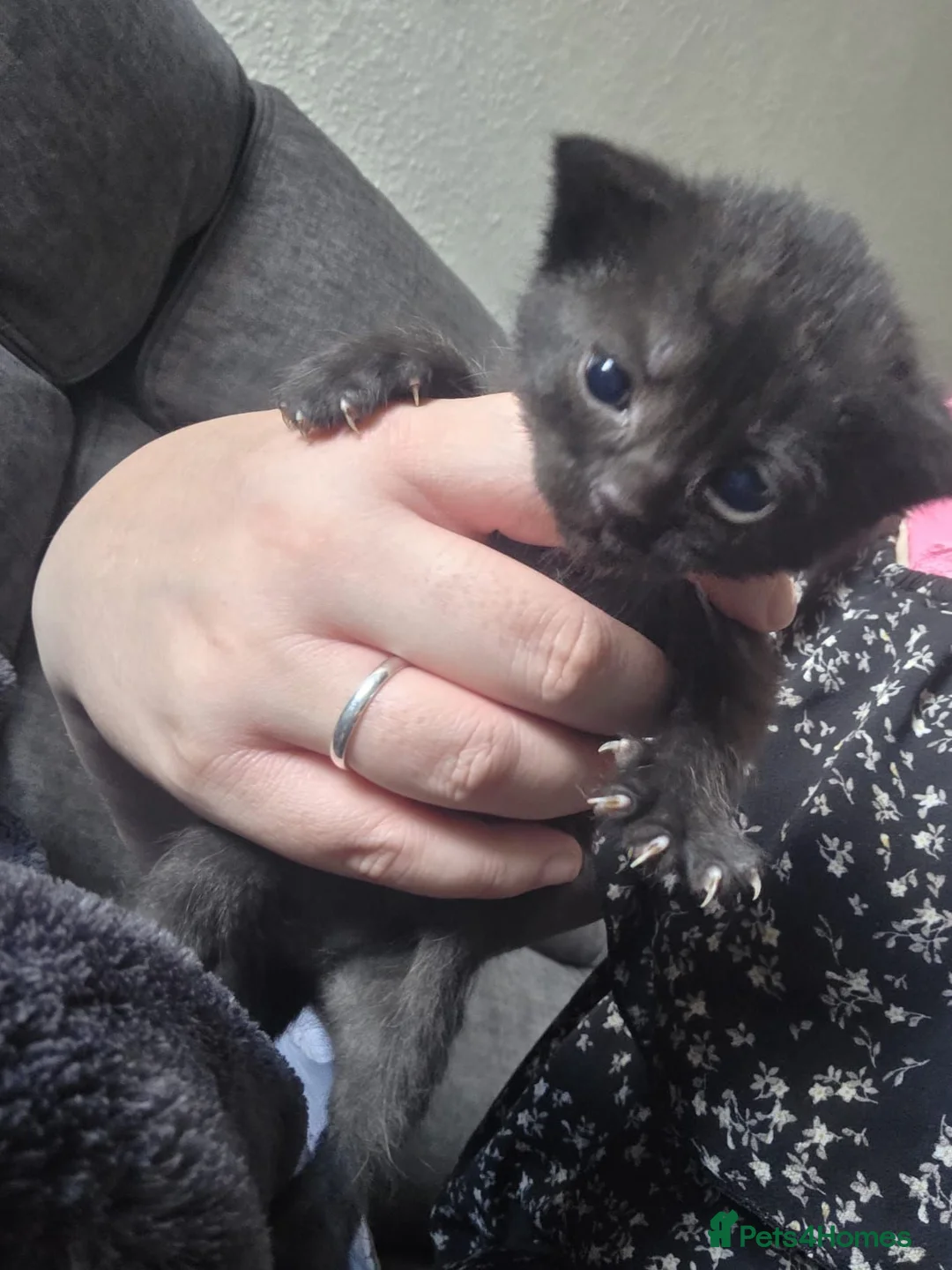 Mixed Breed cats for sale: Mixed breed kittens  - Advert 9