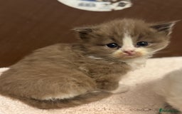 Ragdoll cats for sale: 3 beautiful ragdolls - Image 8