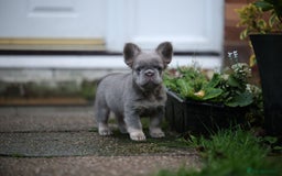 French Bulldog dogs for sale: French bulldog male - Advert 7
