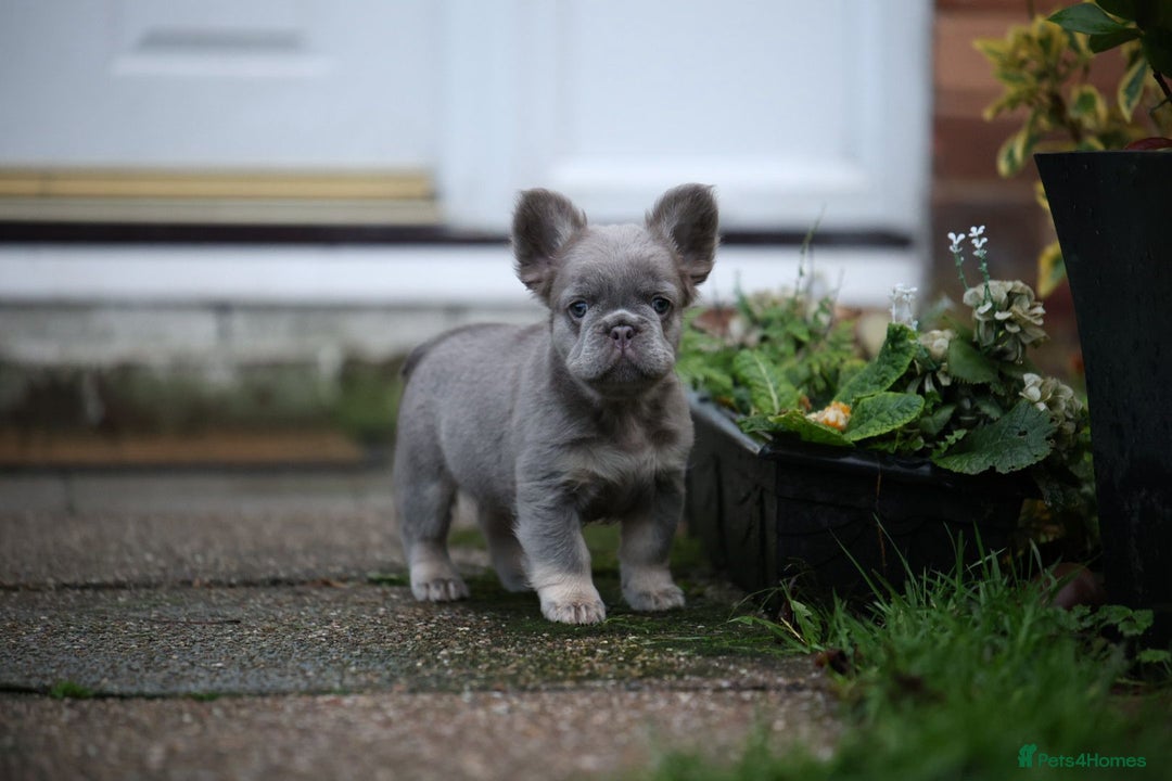 French Bulldog dogs for sale: French bulldog male - Advert 7