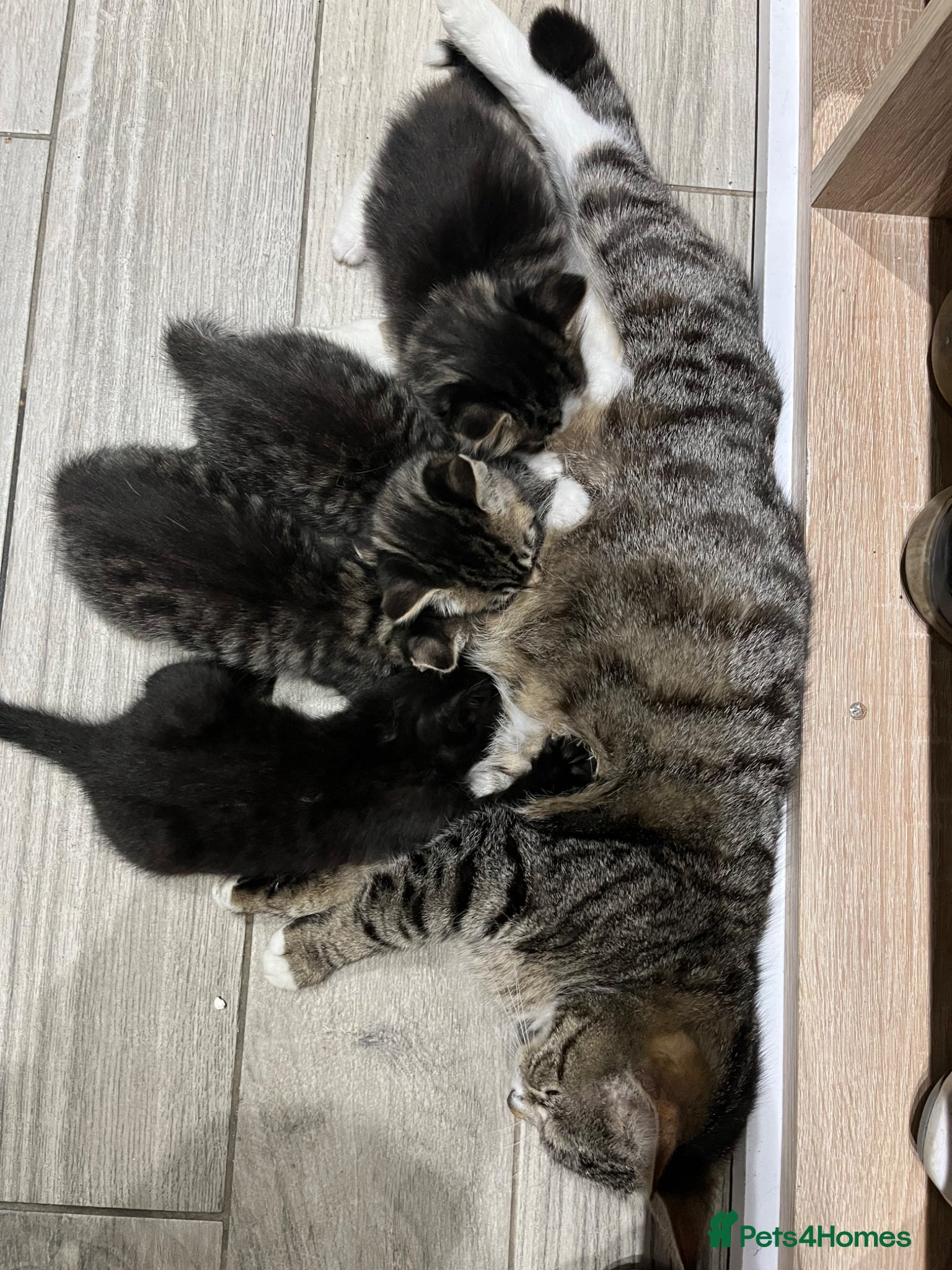 Domestic Shorthair cats for sale: Playful Tabby Kittens Ready in South Ockendon - Advert 1