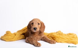 Mini Goldendoodle dogs for sale: F1 pups by POLICE dog trainer / Licensed breeder - Image 12