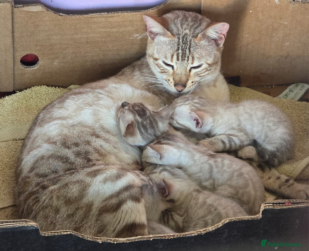 Bengal cats for sale: CUTE SNOW LYNX (BLUE-EYED) MALE BENGAL KITTEN - Image 10