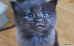 Maine Coon cats for sale: Maine Coon x kittens - Image 2