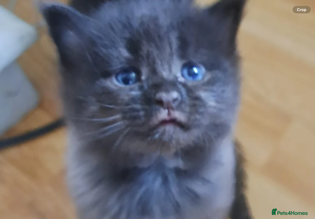 Maine Coon cats for sale: Maine Coon x kittens - Image 2