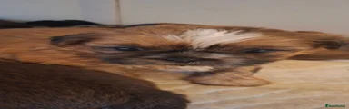 Shih Tzu 2