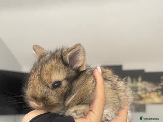 Mixed Breed rabbits Mini lip/ Netherland dwarf babies - Advert 10