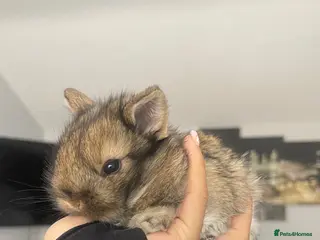 Mixed Breed rabbits Mini lip/ Netherland dwarf babies - Advert 6