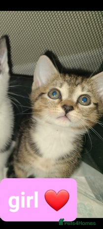 Mixed Breed cats Beautiful kittens ready now - Advert 4
