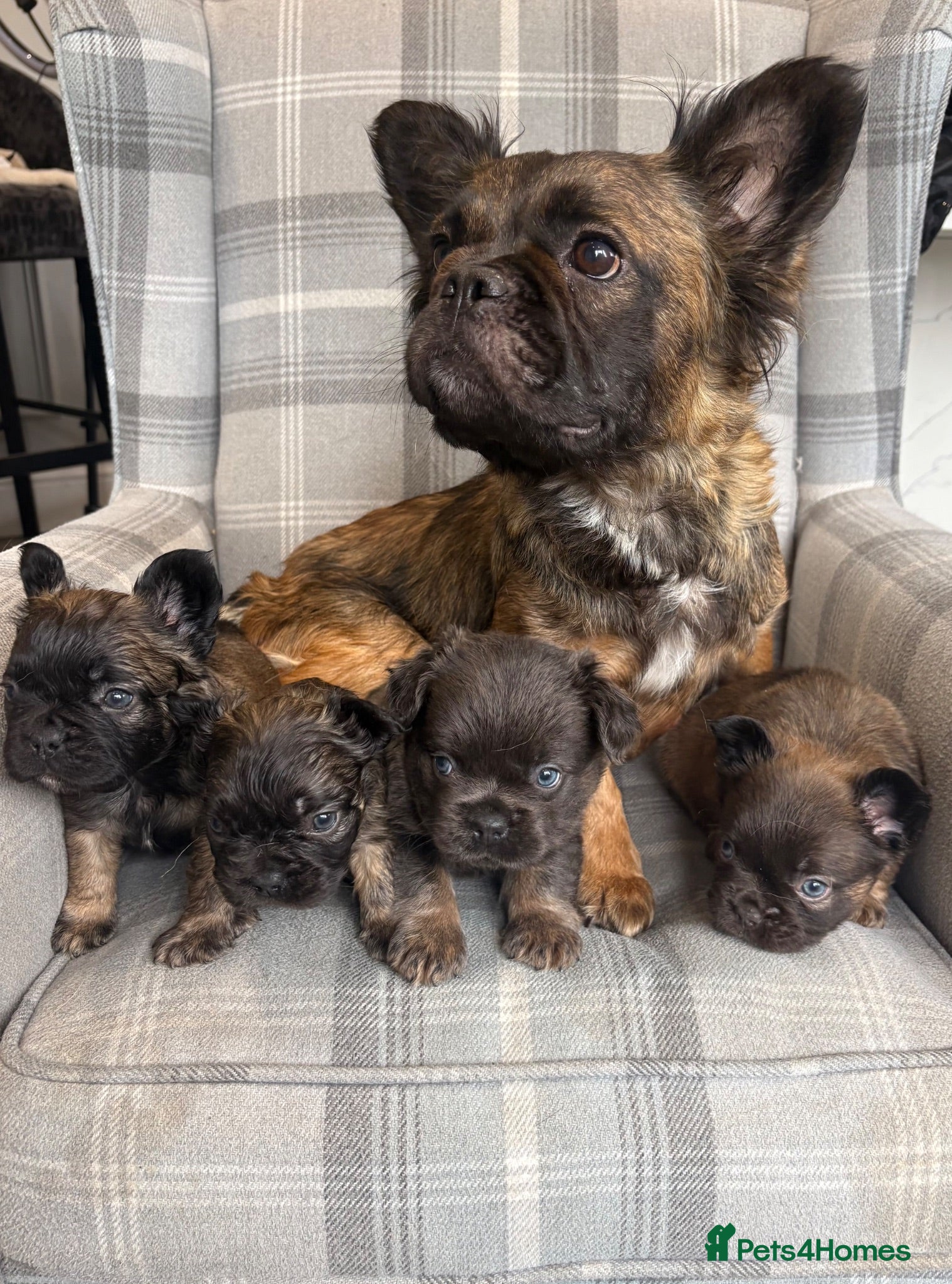 French Bulldog dogs Top quality fluffy French bulldog puppies  - Advert 1