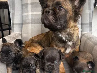 French Bulldog dogs Top quality fluffy French bulldog puppies - Advert 1