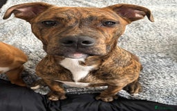 Mixed Breed dogs for sale: Marley - Image 2