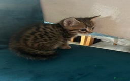Domestic Shorthair cats for sale: Kittens looking for their forever home  - Image 20