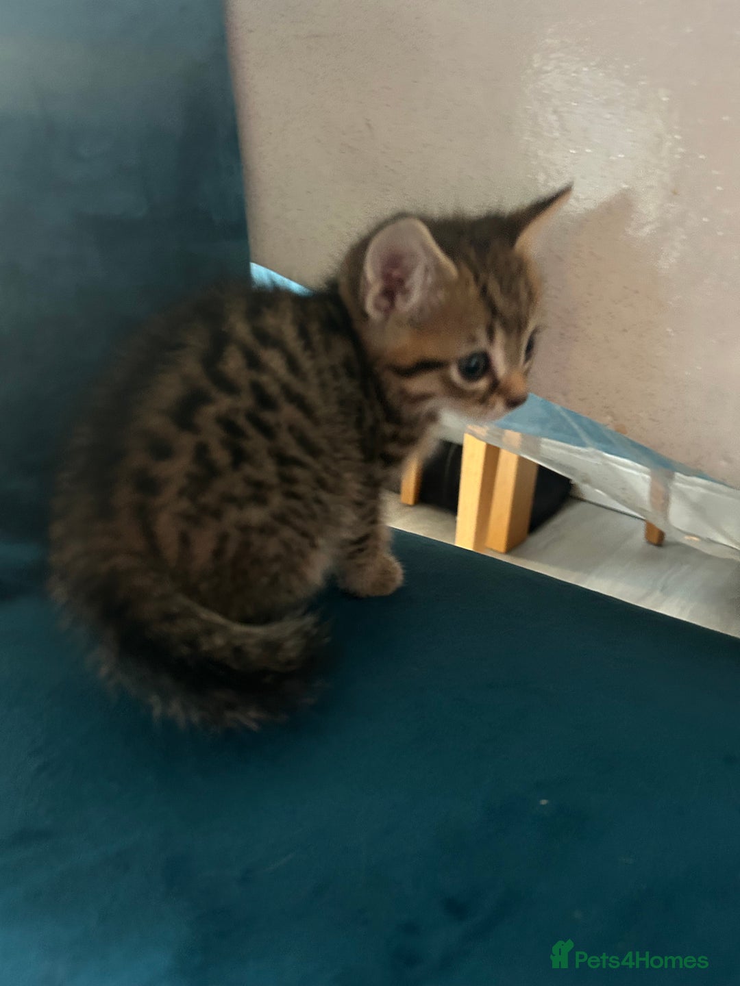 Domestic Shorthair cats for sale: Kittens looking for their forever home  - Image 20