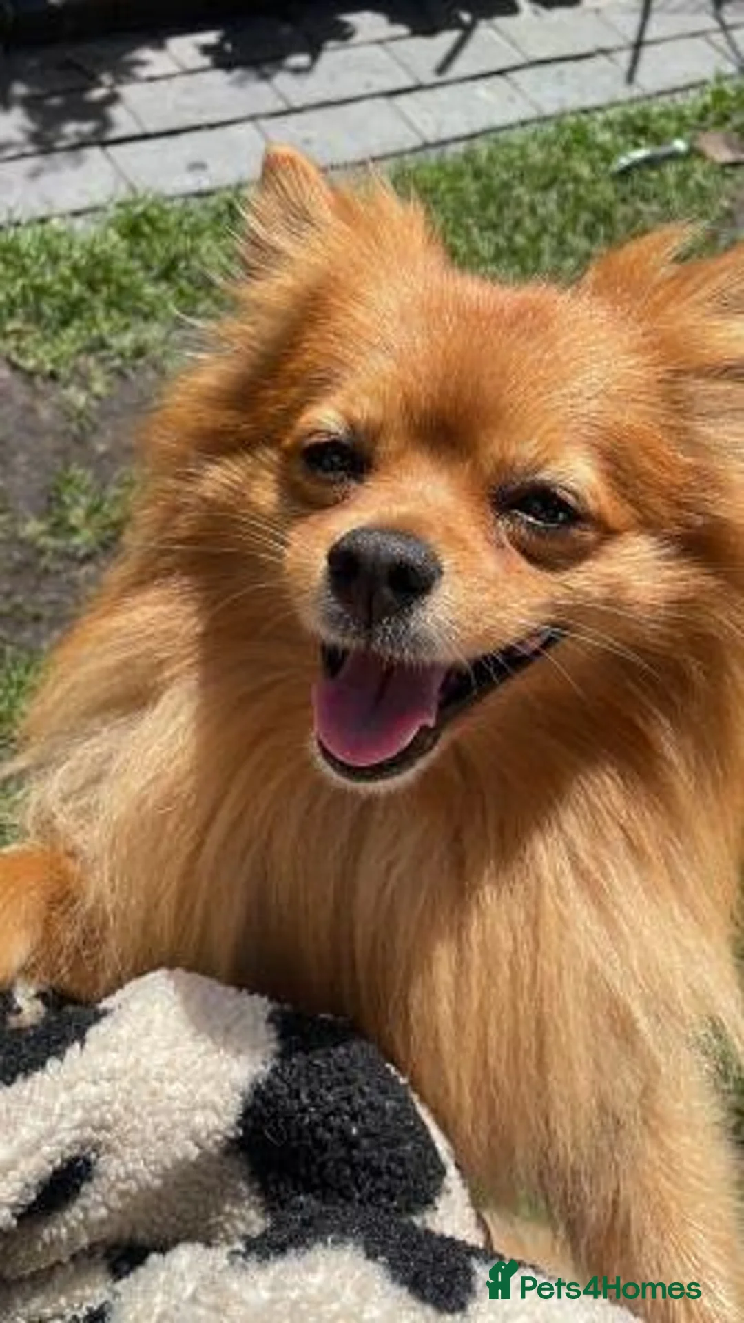 Pomeranian dogs for sale: Pomeranian Puppies Available For Sale - Advert 2