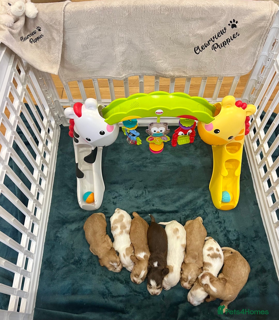 Cocker Spaniel dogs for sale: 4⭐️Licensed KC Reg English Show Cocker Spaniel - Image 28