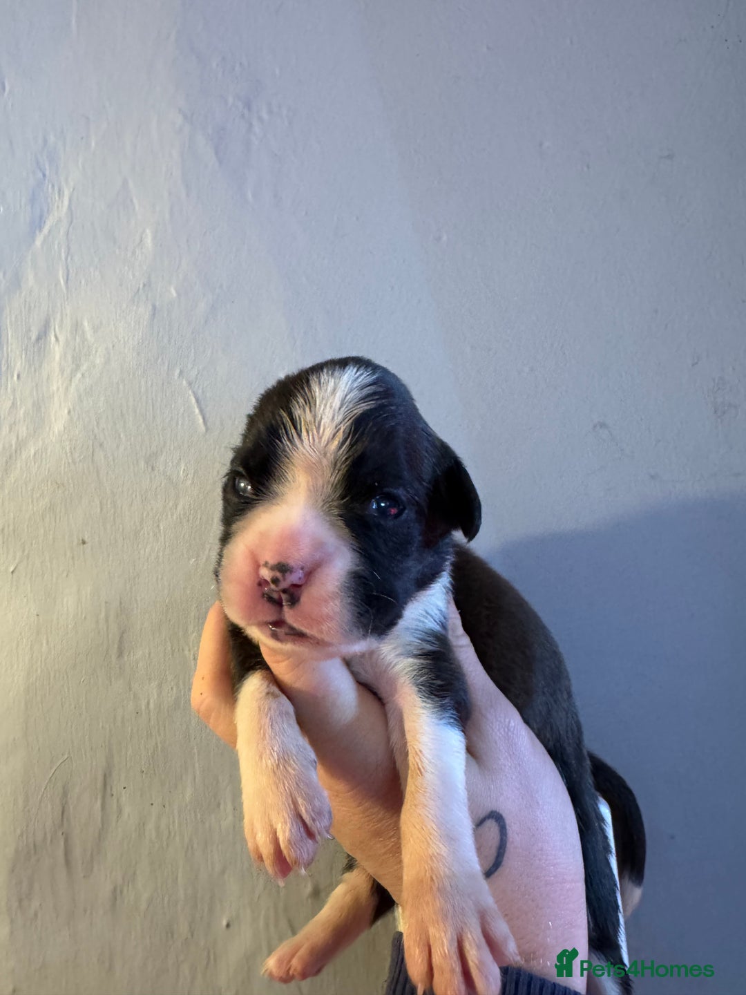 Boxer dogs for sale: Quality KC Boxer Puppies  - Advert 6