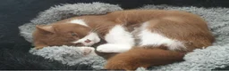 British Shorthair cats for sale: 2 adult girls  - Advert 3