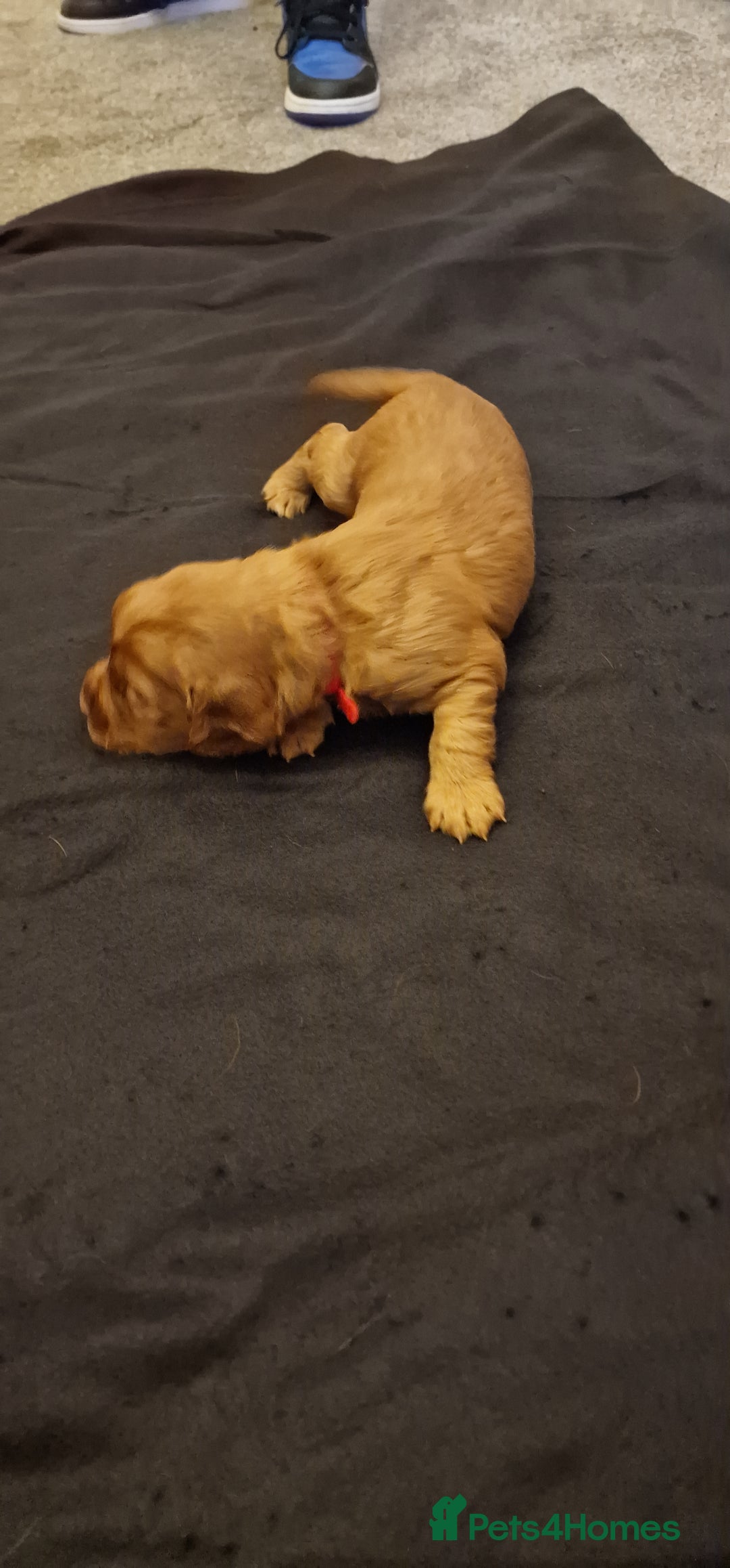 Cocker Spaniel dogs for sale: Cocker spaniel puppies - Image 20