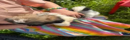 Mixed Breed dogs for sale: Shih Tzu cross Lhasa apso puppies in Great Yarmouth - Advert 19