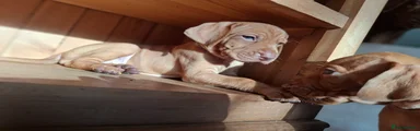 Kenaspire Sunny Daydream