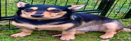 German Shepherd dogs for sale: Elza- German Shepherd miniature - Advert 2